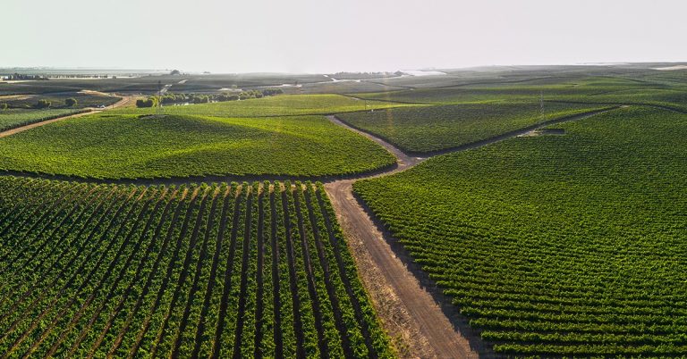 Saiba O Que Agricultores Brasileiros Falam Sobre O Uso Dos Fertilizantes Da Verde Agritech, Como O K Forte®