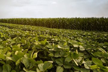 Sistema Soja-Milho: Como Deve Ser O Manejo De Potássio?