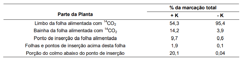 Transporte De Fotoassimilados Em Plantas De Cana-De-Açúcar Bem (+K) E Mal (- K) Nutridas Em Potássio (Fonte: Hartt Apud Marschner,1986)