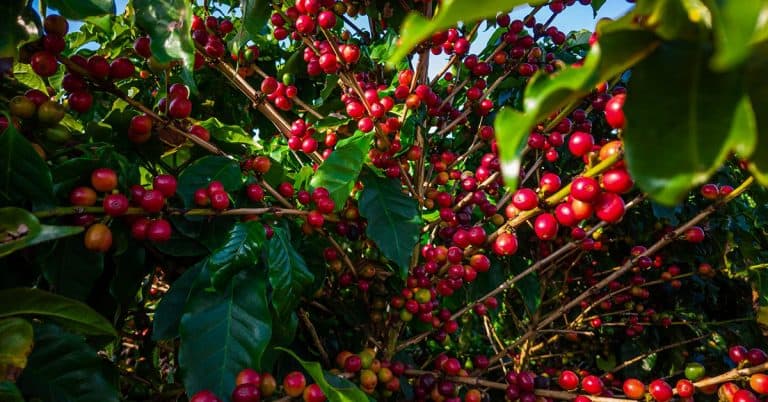 Cafeicultor De Rio Paranaíba - Mg Conta Como Eliminou O Cloro Do Manejo Com O K Forte®, Melhorando A Adubação Da Lavoura