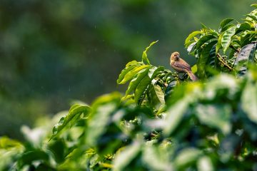 Cafeicultores Contam Como O K Forte® Ajudou A Melhorar A Produtividade E Qualidade Do Café