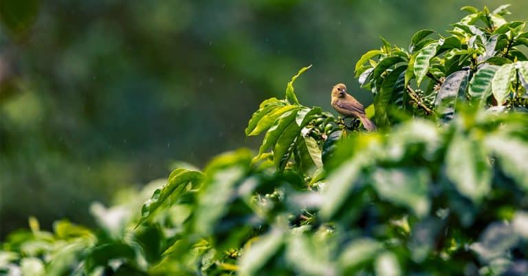 Cafeicultores Contam Como O K Forte® Ajudou A Melhorar A Produtividade E Qualidade Do Café