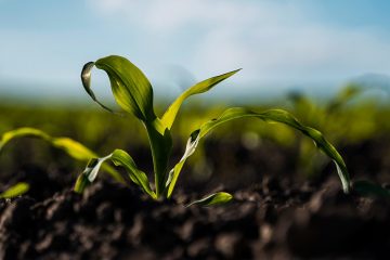 Como O Potássio Influencia O Processo De Fotossíntese Das Plantas?