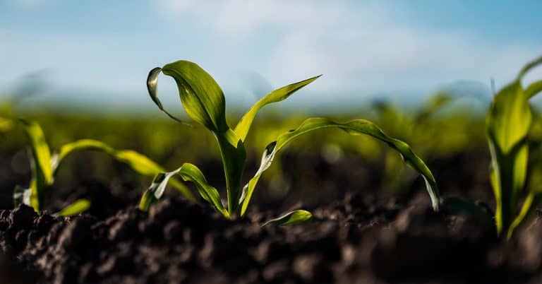 Como O Potássio Influencia O Processo De Fotossíntese Das Plantas?