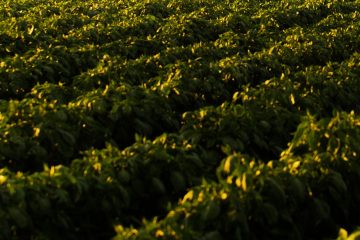 Por Que O Potássio É Considerado O Nutriente Da Qualidade Na Produção Agrícola?