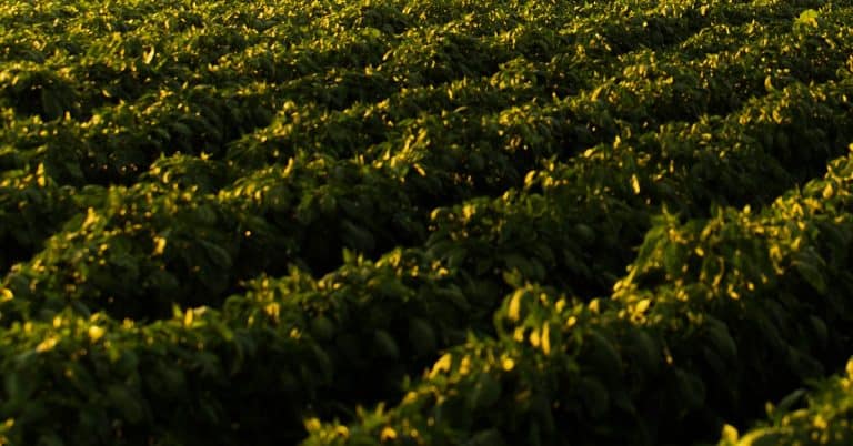 Por Que O Potássio É Considerado O Nutriente Da Qualidade Na Produção Agrícola?