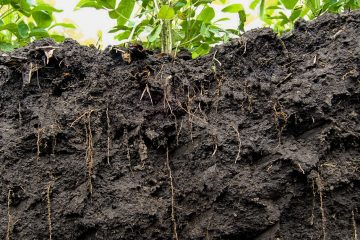 Qual É O Efeito Do Boro No Enraizamento De Plantas?