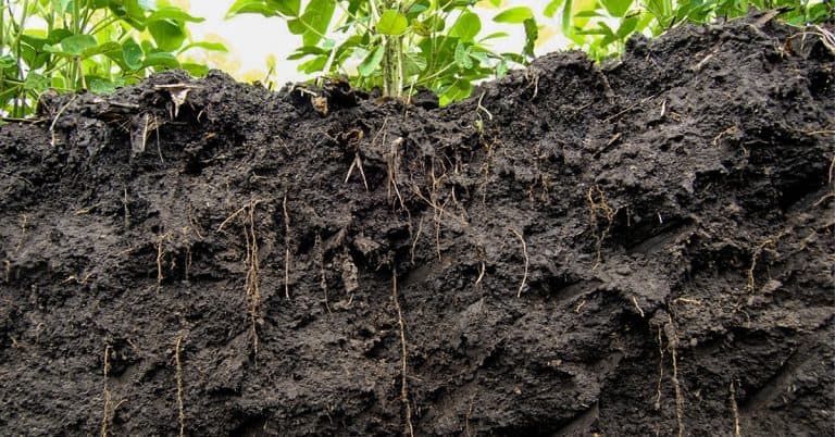 Qual É O Efeito Do Boro No Enraizamento De Plantas?