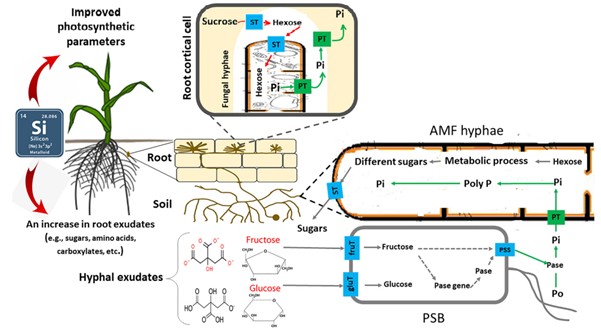 Representação Esquematíca Do Papel Do Silício, Das Bactérias Solubilizadoras De Fosfato (Bsp) E Dos Fungos Micorrízicos Arbusculares (Fma) Na Dinâmica Do Fósforo. (Fonte: Etesami Et Al., 2021)