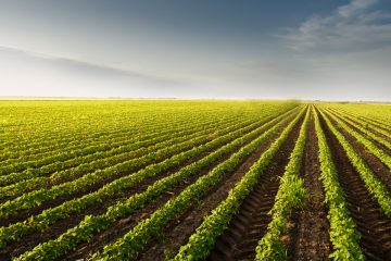 Como Aumentar A Produtividade Da Soja Por Hectare?