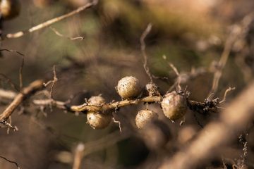 Como Fazer A Identificação De Nematoides Em Soja?