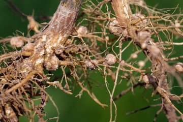 Como Fazer A Identificação De Nematoides No Café