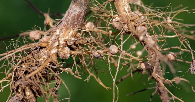 Como Fazer A Identificação De Nematoides No Café