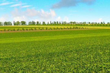 Como O Potássio Está Relacionado À Ativação De Enzimas Nas Plantas?