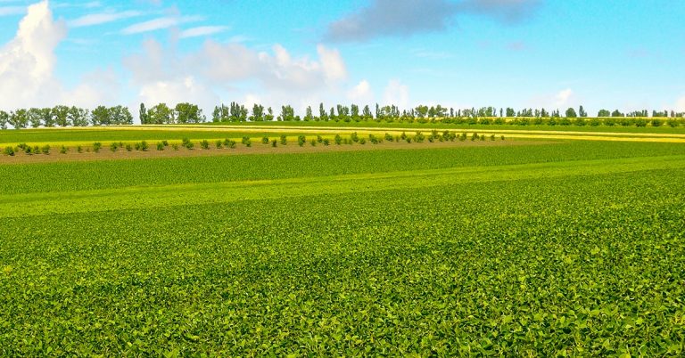 Como O Potássio Está Relacionado À Ativação De Enzimas Nas Plantas?