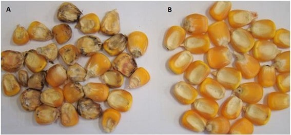 Comparação De Amostras De Grãos De Milho Ardidos (A) E Sadios (B) 