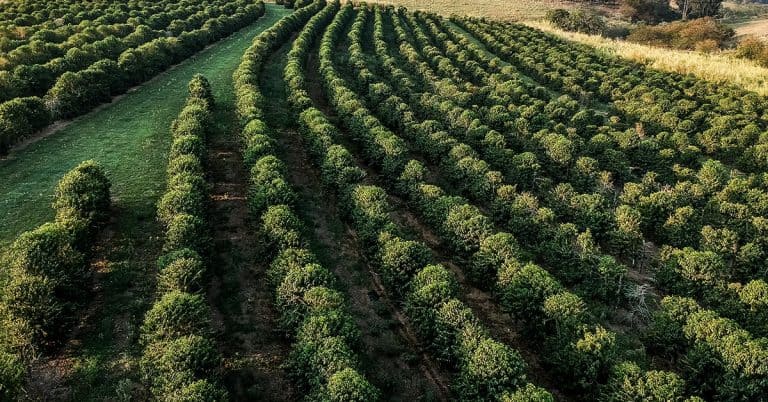 Conheça As Vantagens Do Uso Do Bacillus Aryabhattai Na Agricultura