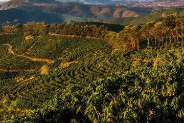 Consultor Agrícola Fala Do Manejo Com O K Forte® No Café E Quais Foram Os Resultados Positivos Obtidos