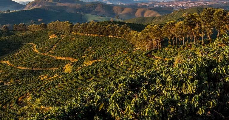 Consultor Agrícola Fala Do Manejo Com O K Forte® No Café E Quais Foram Os Resultados Positivos Obtidos