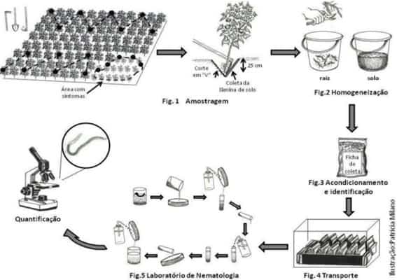 Esquema De Amostragem, Homogeneização, Acondicionamento, Identificação E Transporte De Amostras De Solo E Raiz Para Quantificação De Nematoides