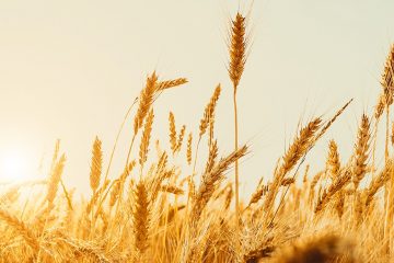 Laercio Dalla Vecchia Conta Como O Uso Do Baks® E Do Silício Forte Melhorou O Manejo Do Trigo