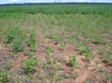 Lavoura Apresentando Reboleira Causada Pelo Ataque De Nematoides Em Soja