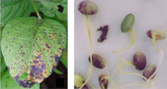 Lesões Nas Folhas E Sementes Causadas Pelo Fungo Cercospora Kikuchii, Agente Causal Do Crestamento Foliar De Cercospora E A Mancha Púrpura Na Soja