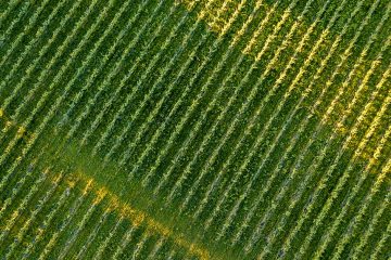 Manejo De Fertilizantes No Solo: Quais Cuidados Devem Ser Levados Em Consideração Ao Se Aplicar Potássio?