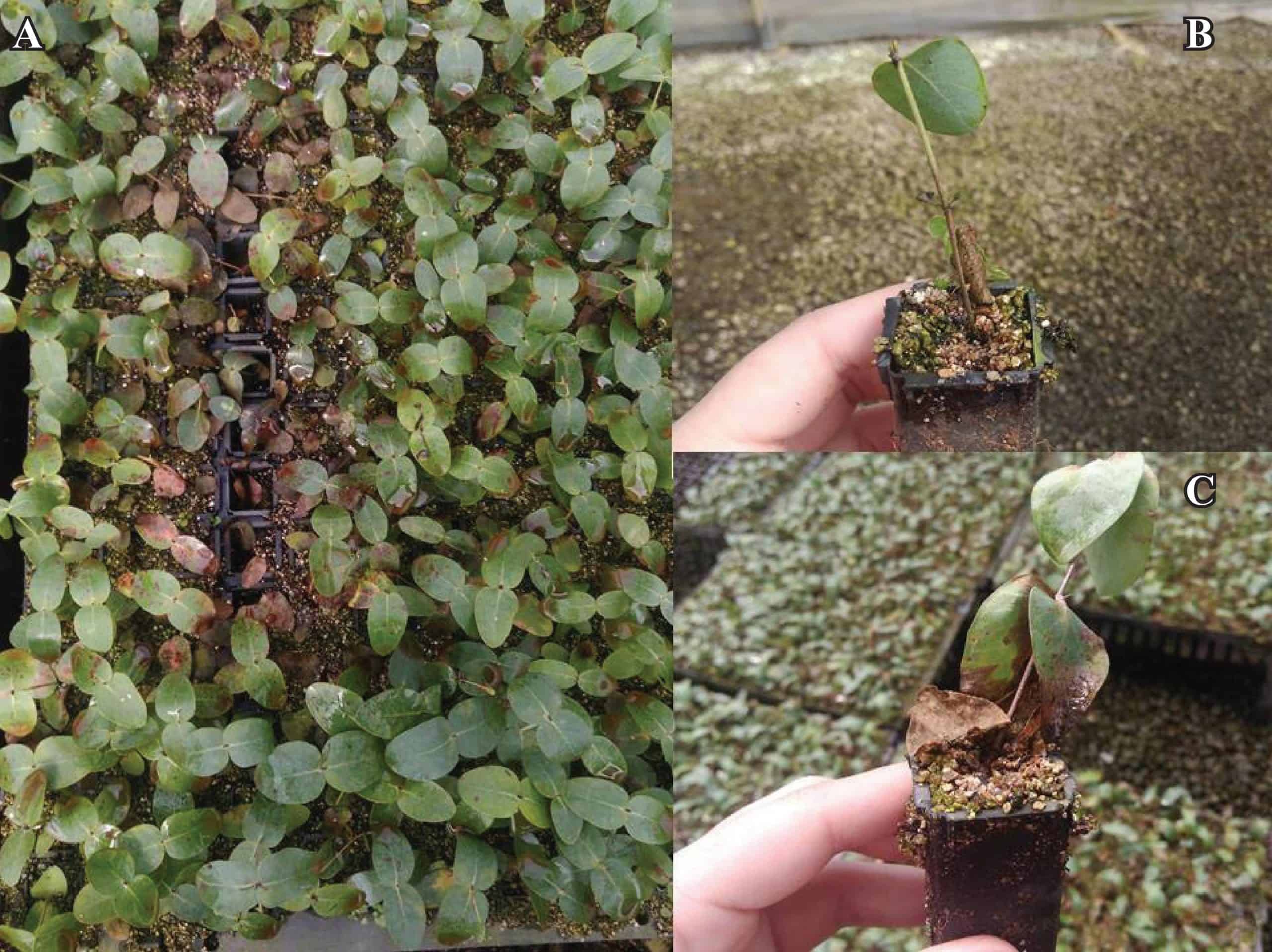 Mortalidade(A) E Podridão Na Base (B E C) De Miniestacas De Eucalyptus Benthamii Em Casa De Vegetação