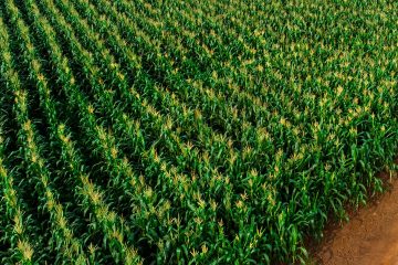 Nematoides Em Milho Como Identificar E Fazer O Manejo