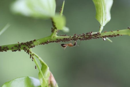 O Pulgão Preto É Uma Praga Dos Citros E Vetor Do Vírus Fitossanitário Patogênico Citros Tristeza Virus