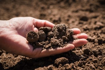 Pesquisa Mostra Efeitos Da Salinidade Na Atividade Enzimática Do Solo E Outros Parâmetros Importantes Para A Agricultura