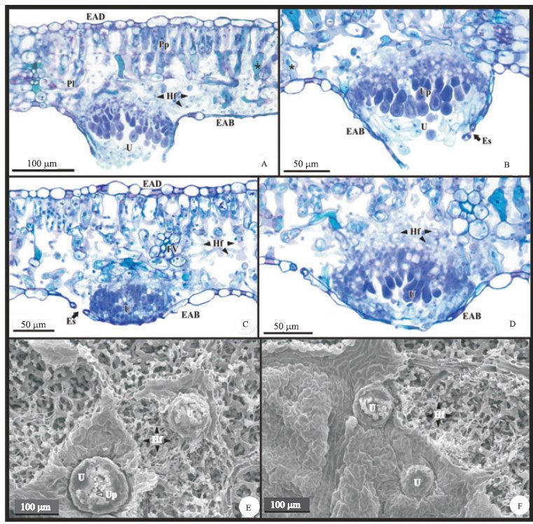 Processo Infeccioso Do Agente Causal Da Ferrugem (Phakopsora Pachyrhizi) Em Folíolos De Plantas De Soja Sem (A, B E E) E Com A Aplicação De Silício (C, D E F)