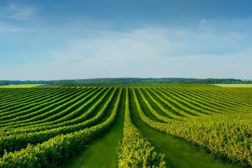 Qual A Importância Do Potássio Na Agricultura Brasileira? - Qual A Importancia Do Potassio Na Agricultura Brasileira