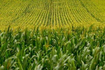 Qual A Influência Da Fertilidade Do Solo Na Produtividade Do Milho?