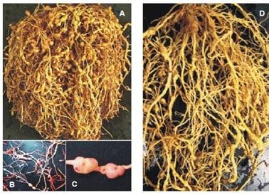 Raízes De Café (D) E Pimentão (A) Exibindo Galhas Induzidas Pelo Nematoide Das Galhas Meloidogyne Exigua E Detalhas Das Galhas (B E C) Apresentando Massas De Ovos Externas Coloridas Com Fuccina Ácida