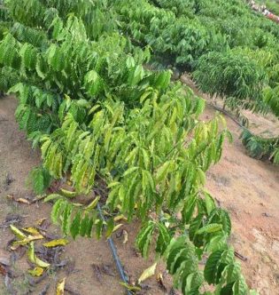 Sintomas De Rizoctoniose Em Plantas De Cafeeiro Conilon Com 1,5 Ano De Idade