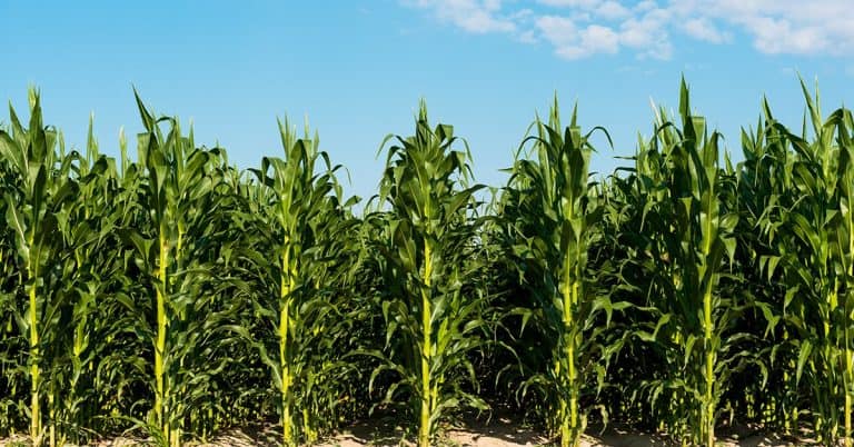 Como Lidar Com Condições De Seca No Milho Safrinha