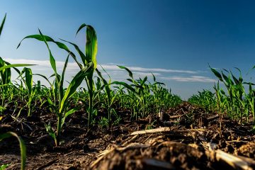 Conheça Como A Rizobactéria Bacillus Aryabhattai Controla Os Agentes Causadores Dos Estresses Bióticos Em Plantas - Conheca Como A Rizobacteria Bacillus Aryabhattai Controla Os Agentes Causadores Dos Estresses Bioticos Em Plantas