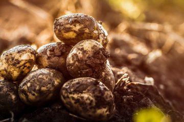 Dia Mundial Do Solo: Saiba Como A Agricultura Contribui Para A Saúde Desse Ecossistema E Para A Segurança Alimentar