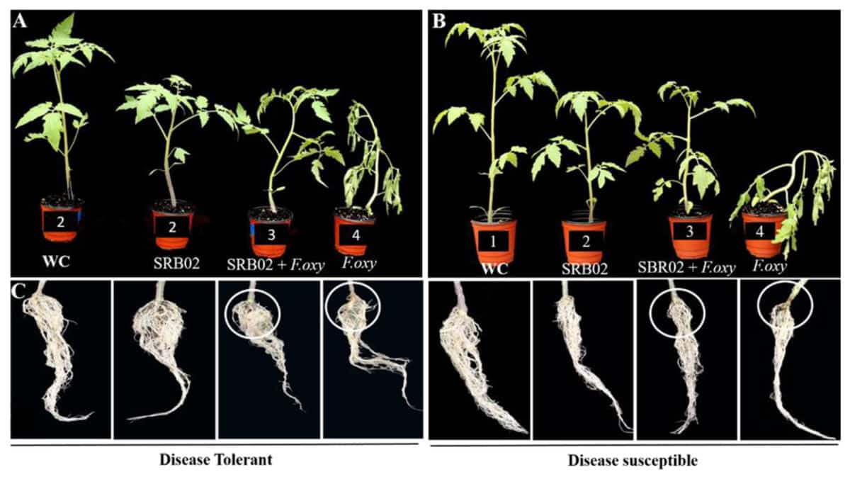 Efeito Da Inoculação De Uma Cepa Da Rizobactéria Bacillus Arybhattai Em Plantas De Tomate Susceptíveis (Esquerda) E Tolerantes (Direita) A Doença Fúngica Causada Pelo Patógeno Fusarium Oxysporum, Um Agente Causador De Estresses Abióticos Em Plantas