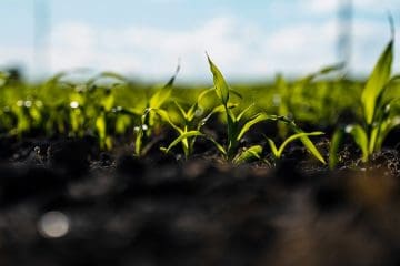 Entenda Como O Bacillus Aryabhattai Atua Na Promoção De Crescimento De Plantas