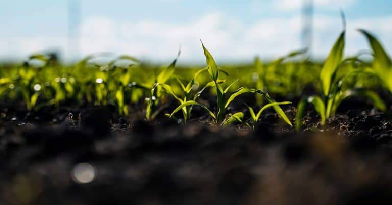 Entenda Como O Bacillus Aryabhattai Atua Na Promoção De Crescimento De Plantas