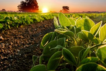 Entenda Como O Bacillus Aryabhattai Melhora A Disponibilidade De Nutrientes Para As Plantas - Entenda Como O Bacillus Aryabhattai Melhora A Disponibilidade De Nutrientes Para As Plantas