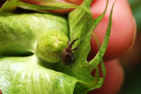 O Bicudo (Anthonomus Grandis) É A Principal Praga Do Algodão