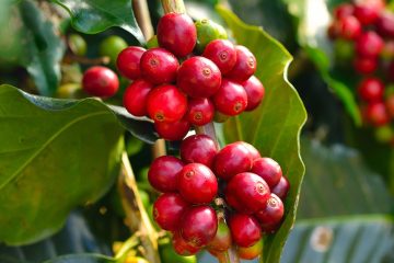 3 Vantagens Do Uso De Fontes De Potássio Para Adubação Do Café