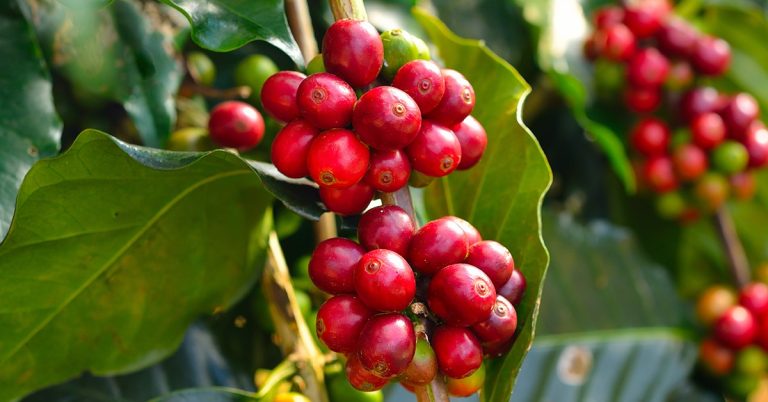 3 Vantagens Do Uso De Fontes De Potássio Para Adubação Do Café