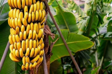 Agricultor De Dianópolis – Mt Conta Como O K Forte® Aumentou Os Níveis De Potássio Tanto Em Épocas De Seca Como Em Períodos De Chuva