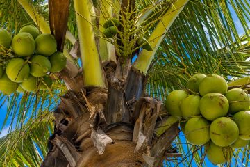 Agricultora De Dianópolis - To Conta Como O Uso Do K Forte® Aumentou A Rentabilidade E Melhorou A Saúde Do Solo