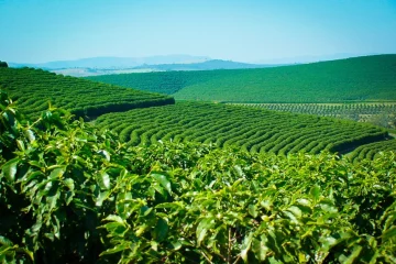 Bioestimulantes À Base De Extrato De Algas Marinhas Na Agricultura